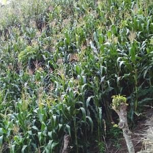 Meet your Posher, Salio